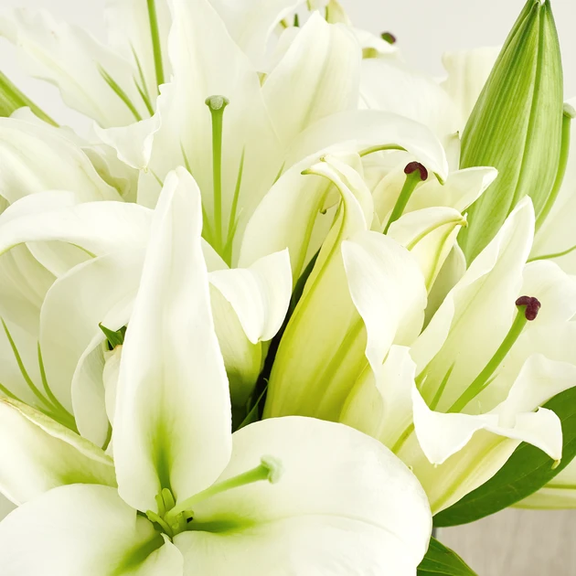 White Lilies 10 Stems Ari s Flowers
