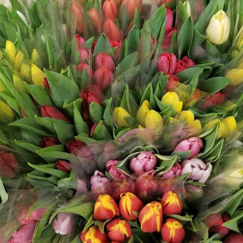 Tulips (10 Stems) - (colors vary)