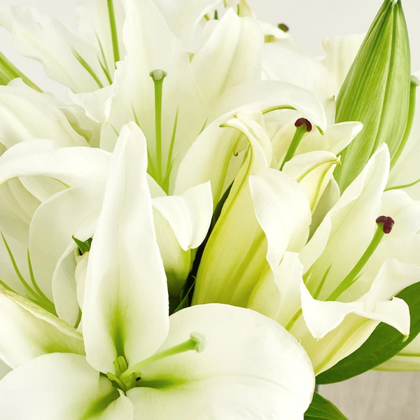 white lily flowers White Lilies (10 Stems) – Ari's Flowers