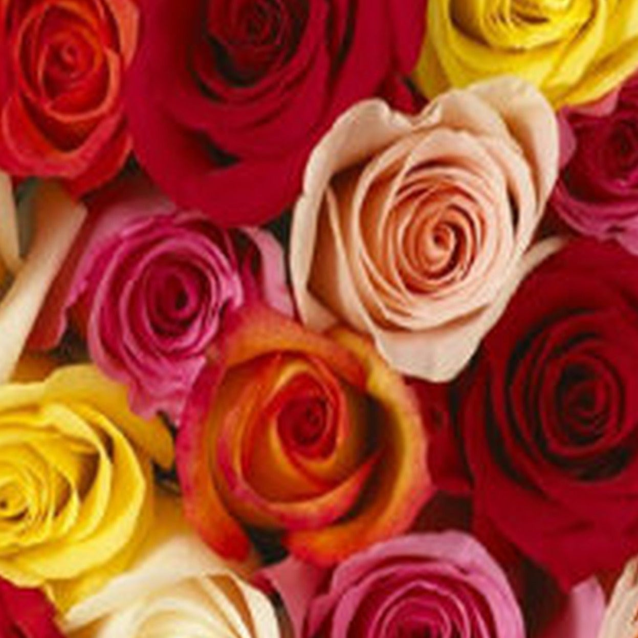 Dozen Assorted Roses (colors vary)